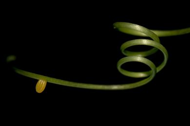 Jürgen Fesser: Lebensspirale beginnt mit der Eiablage